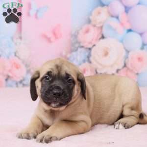 Dexter, English Mastiff Puppy